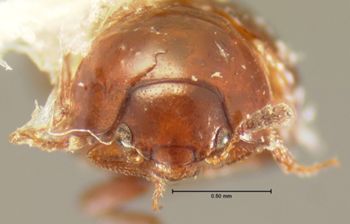 Media type: image;   Entomology 3177 Aspect: head frontal view